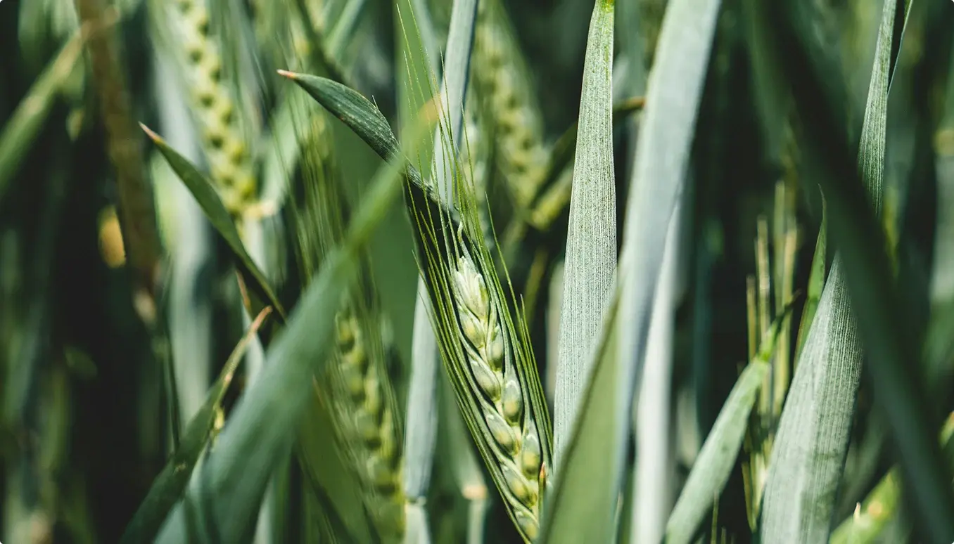 Farmers working in a green agricultural field