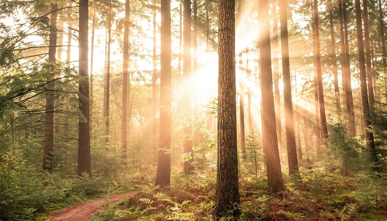 Sunlight filtering through a dense forest