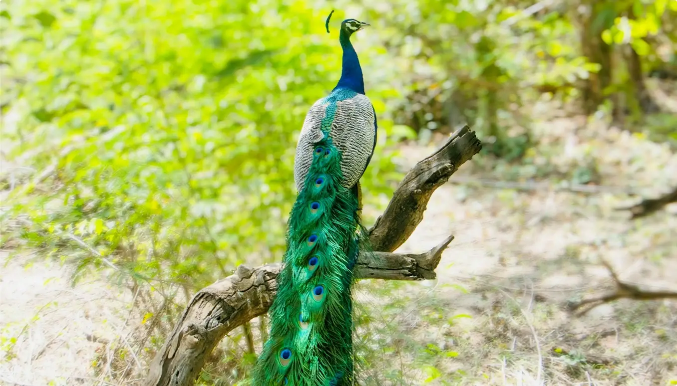 Wildlife in their natural habitat