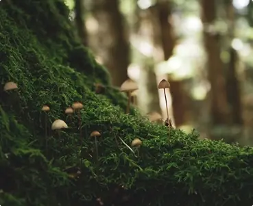 Landscape-Scale Impact